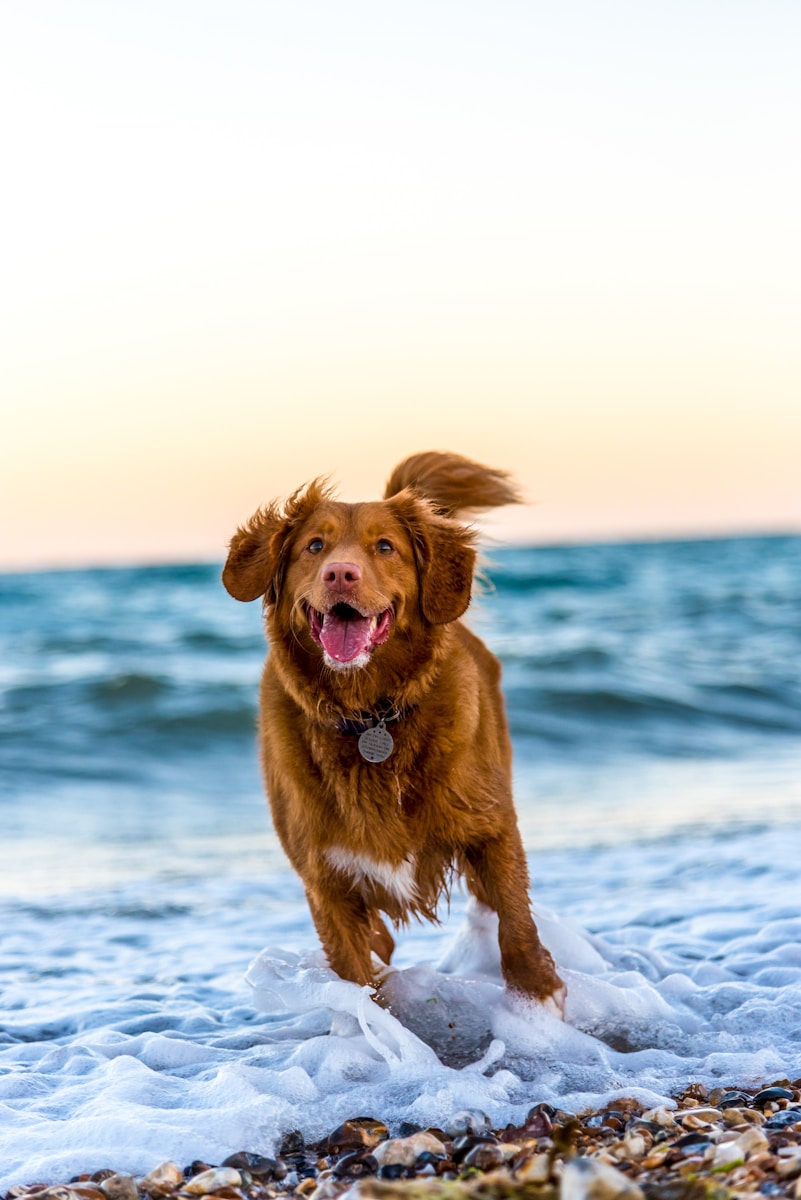 Op vakantie met de hond