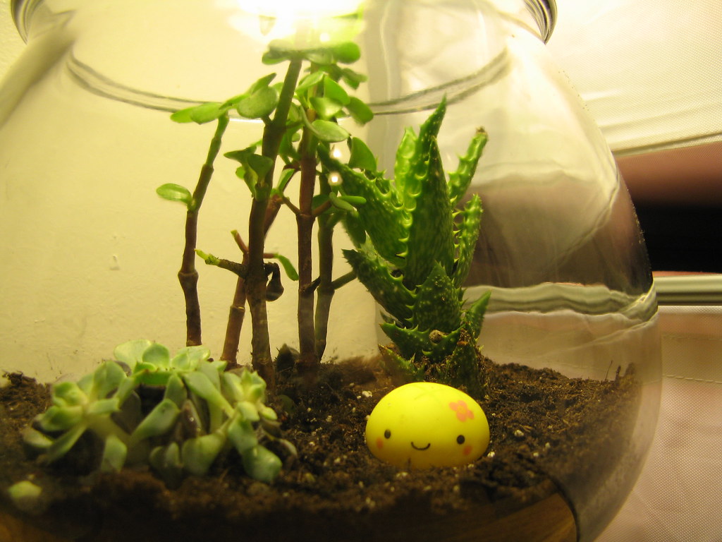 Terrarium