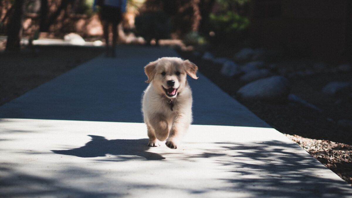 Puppycursus