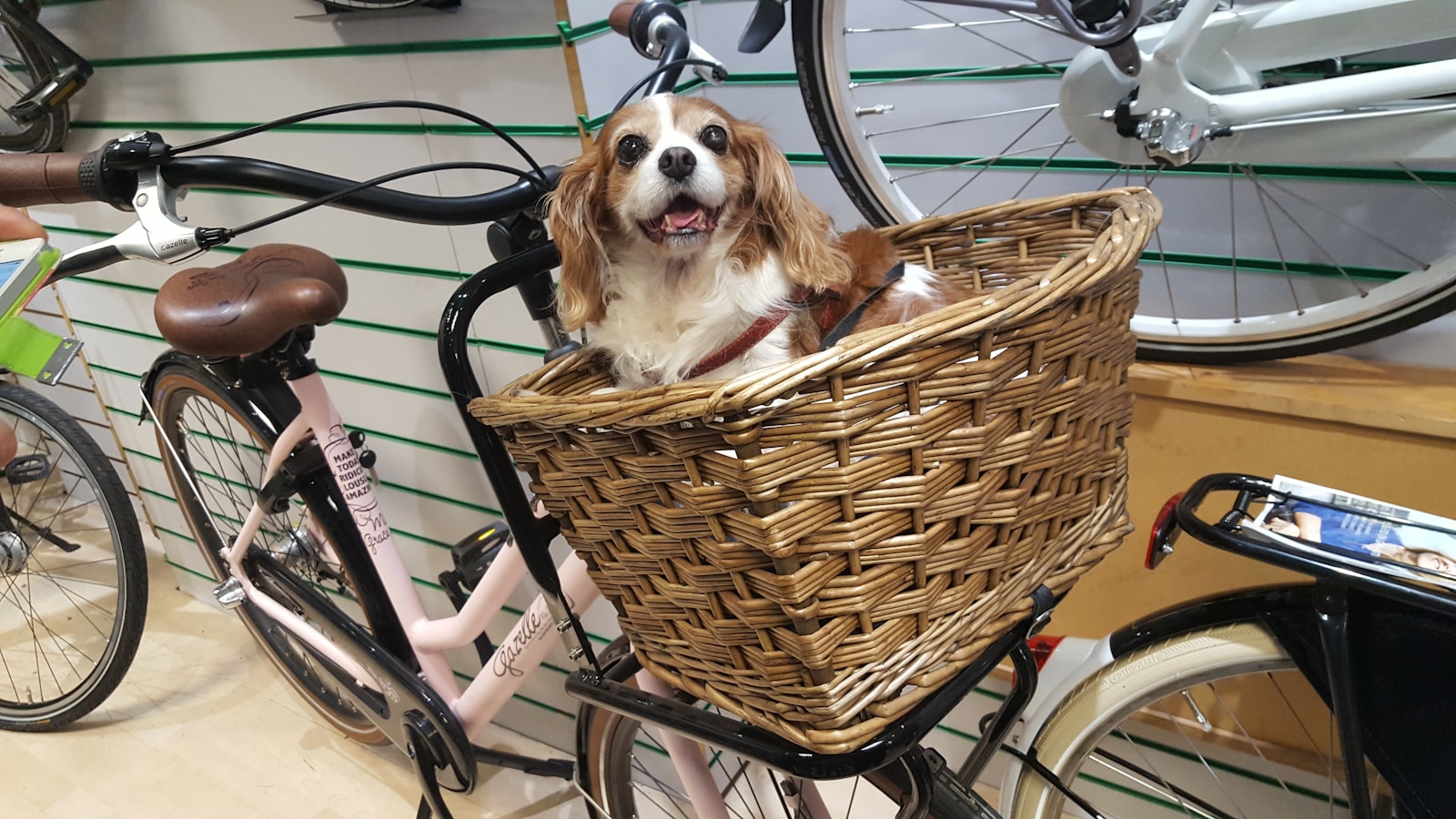 Benodigdheden voor de hond