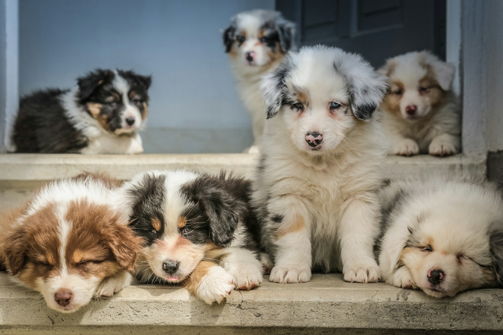 Puppycursus
