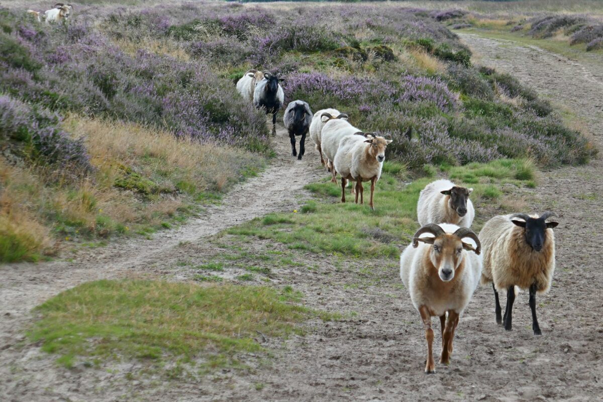 Drenthe