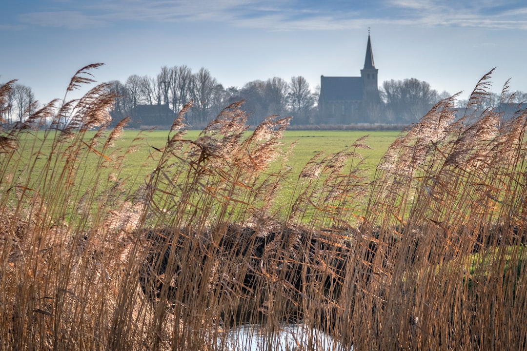 Tall reeds in foreground with church in background